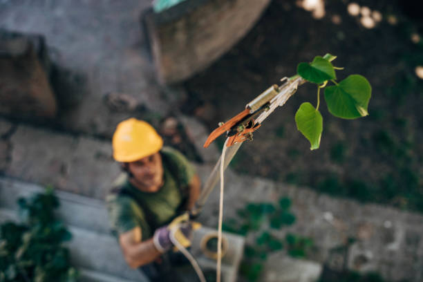 Best Tree Trimming and Pruning  in Donna, TX