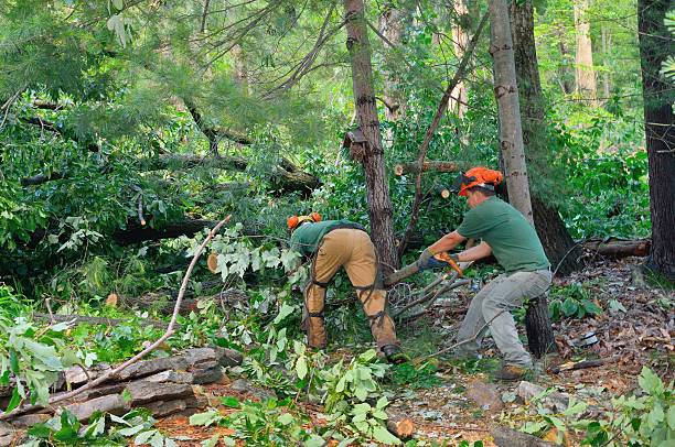 Best Seasonal Cleanup (Spring/Fall)  in Donna, TX